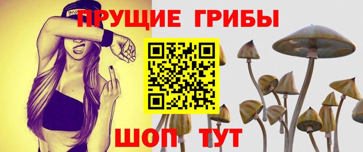 Псилоцибиновые грибы прущие грибы Кольчугино